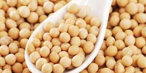 Soya Bean