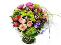 Gerbera Exotic Flowers