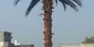 Date Palm Artificial Tree (BT-14)
