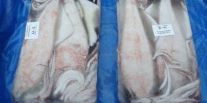 Frozen Squid