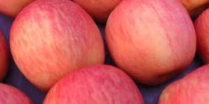 Fresh Fuji Apples