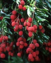 Fresh Litchi