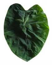 Betel Leaf Oil