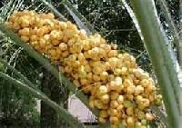 Palm Seeds