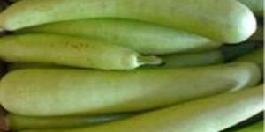 Fresh Bottle Gourd