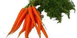 Fresh Carrot