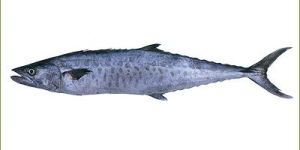 Seer Fish