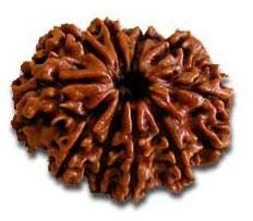 10 Mukhi Rudraksha