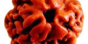 3 Mukhi Rudraksha