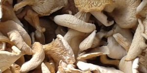 Dry Oyster Mushroom