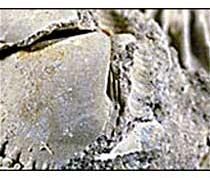Limestone