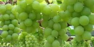 Grapes