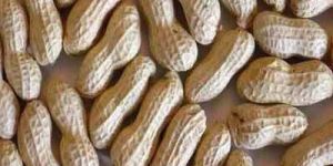 Groundnuts