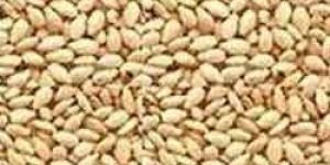 Hulled Sesame Seeds