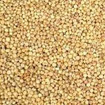 Jowar