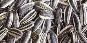 Sunflower Seeds