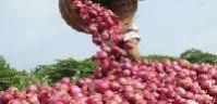 Bellary Onion