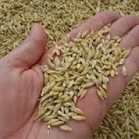 Grain Seeds