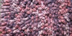Designer Shaggy Rugs