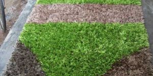 Shaggy Carpets