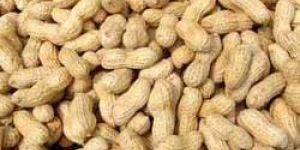 HPS Groundnut Shelled