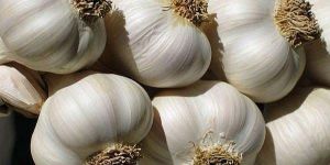 Fresh Garlic