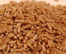 Wheat