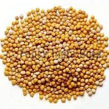 Yellow Mustard Seeds