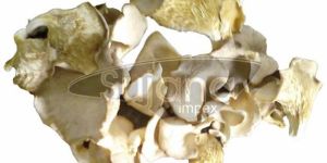 Dried Oyster Mushroom