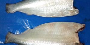 Frozen Sardine Fishes