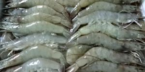 Frozen Shrimps