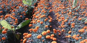 Hybrid Marigold Seeds