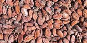 Organic Cocoa Beans
