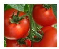 Fresh Tomato