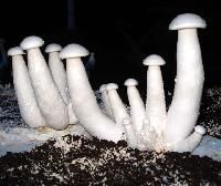 Milky White Mushroom