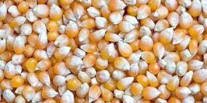 Yellow Maize Seeds