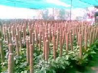 Coco Poles