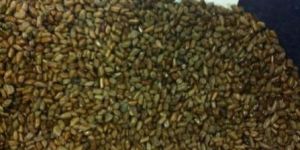 Cassia Tora Seeds