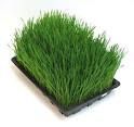 Wheat Grass Powder