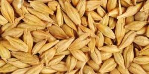 Barley Seeds