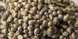 Hybrid Pearl Millet Seeds