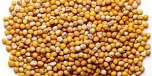 Yellow Mustard Seeds