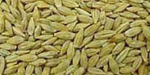 Barley Seeds