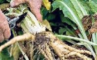 Green Chicory Roots