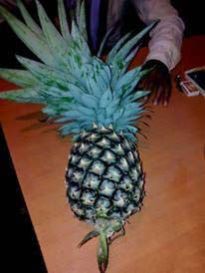 Fresh Pineapple
