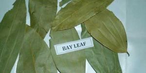 Bay Leaves