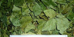 Dried Curry Leaves