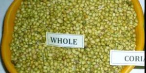 Green Coriander Seeds