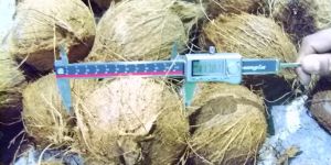 Matured Coconut / Kopra