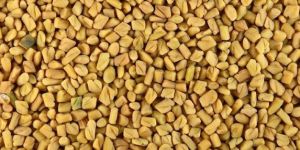 Fenugreek Seeds